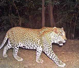 A leopard caught on camera trap in Sanjay Gandhi National Park in Maharashtra. (Photo| SGNP website)