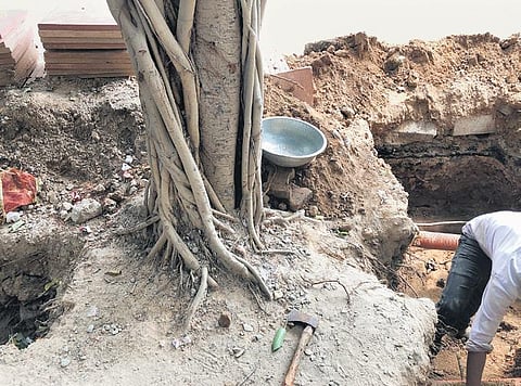 Damaged trees with their roots being tampered with at the construction site in CR Park. (Photo| EPS)
