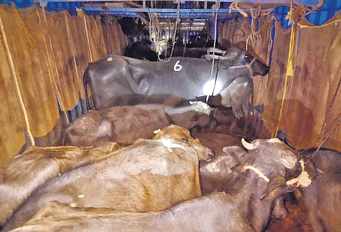 Buffaloes packed into a container without ventilation | Express
