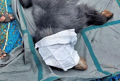 The sloth bear that was tranquilised by forest department officials and treated for injuries on Friday | Express