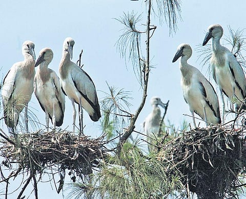 DRDO’s missile test range plays a perfect host to avian guests from far and wide