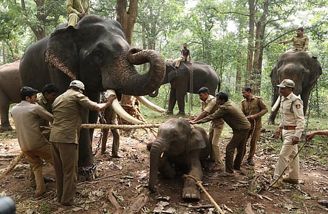 The baby elephant was named Appu. (Photo | Shimoga Nandan, EPS)