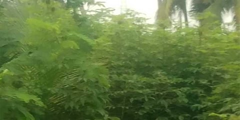 Tapioca crop in Namakkal | Express