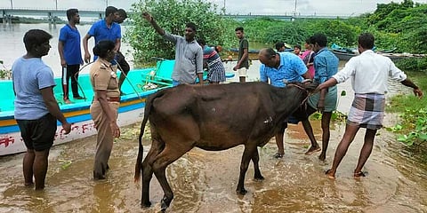 The stranded bovines being rescued in boats on Friday | Express