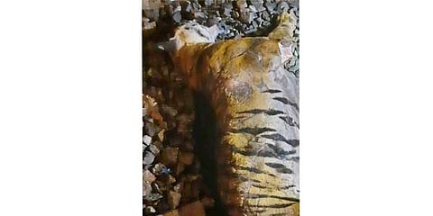 Tiger found dead on railway tracks
