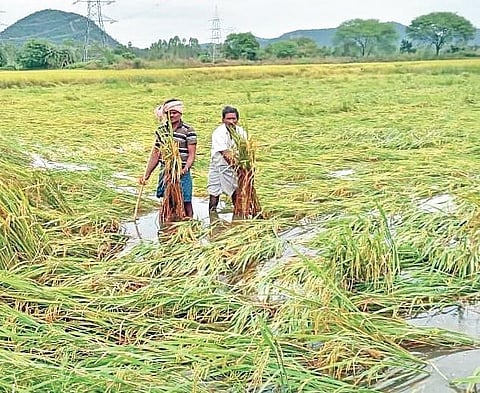 Enumeration of crop loss from tomorrow