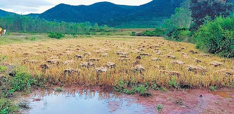 Paddy crops submerged in B.Singpur village. (Photo | Express)