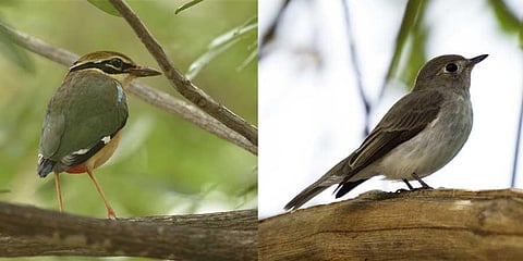 Indian pitta (Pitta brachyura) and Asian brown flycatcher (muscicapa dauurica)