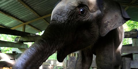A Sumatran elephant calf that lost half of its trunk, is treated at an elephant conservation center in Saree, Aceh Besar, Indonesia. (Photo | AP)