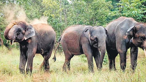 Image of elephants used for representational purposes only