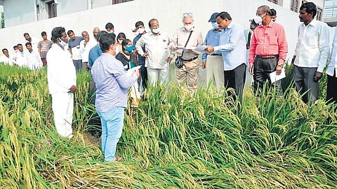 Five-member Central team takes stock of the crop loss at Thimmapur village in Siddipet district on Thursday, Oct 21, 2021. (Photo | EPS)