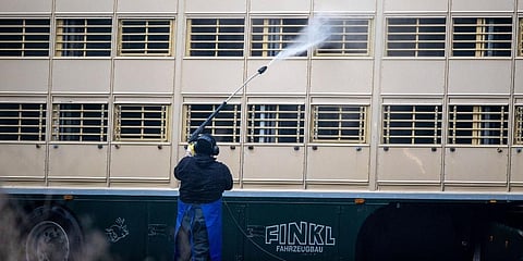 A man cleans a cattle truck on the premises of a pig breeding farm in Vogelsang, northern Germany. (Photo | AP)