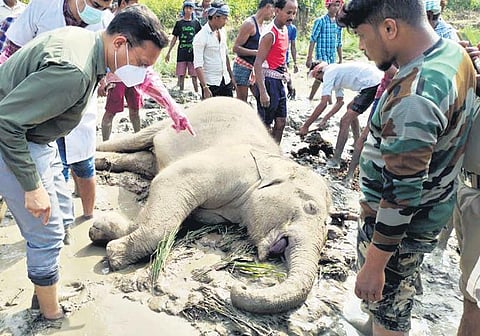 The carcass of the tusker found near Panada village. (Photo | Express)