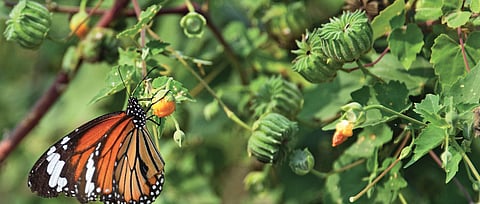 Danaus genutia or the Striped Tiger.