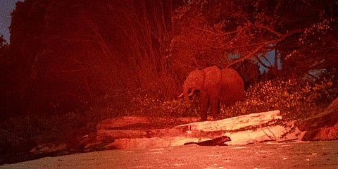 Lit by a red light, a rare forest elephant is photographed in Gabon's Pongara National Park forest. (Photo | AP)
