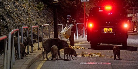 Wild boars eat bread as baits fed by officers from the Agriculture, Fisheries and Conservation Department in Hong Kong. (Photo | AP)