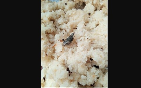 The dead snake which was found in food (Photo | Special arrangement)