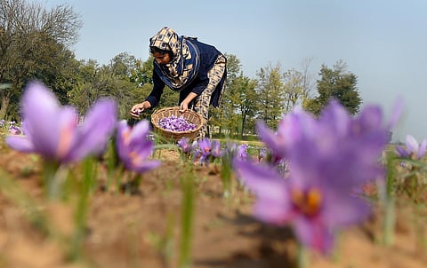 The state of Jammu and Kashmir is well known for saffron cultivation around the world, and today Kashmir is the prime producer of saffron in India. (Photo | PTI)