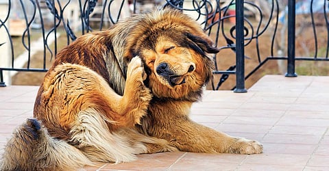 Image used for representational purposes