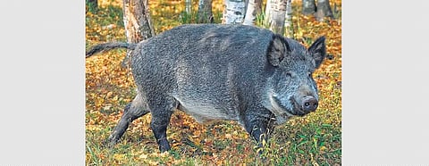 Kerala govt to hold discussions on wild boar raids with Centre on Sunday