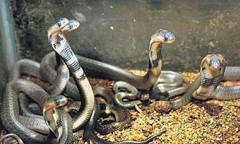 Human cruelty: Adhesives used to close mouths of seized snakes in Chhattisgarh capital