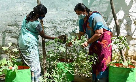 A kitchen garden at a govt school (Photo | Express)
