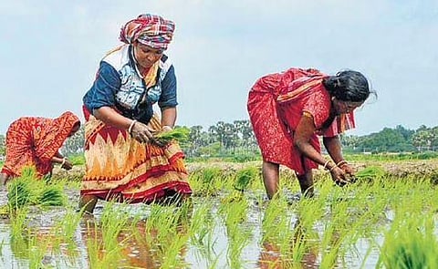 Migrant labourers working in a paddy field in Tirunelveli| V karthickalagu