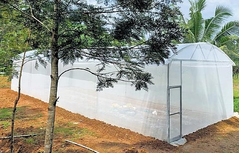 A polyhouse set up by a farmer in Thiruvananthapuram