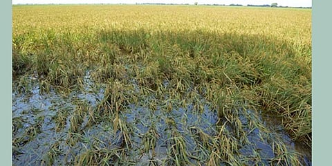 In revised records, Prakasam reports crop loss in 62,000 hectares