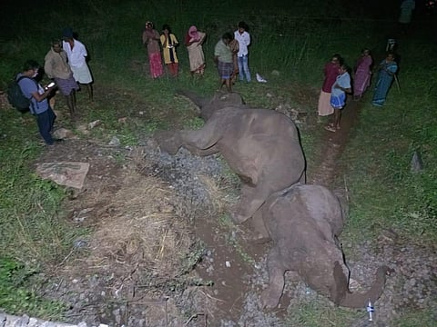 The elephants, aged between 12 and 25 years were dragged by the train, the Mangaluru-Chennai Express (12686), for about a few metres along the 'B' line (old track) in Mahindramedu at 9.05 pm. 