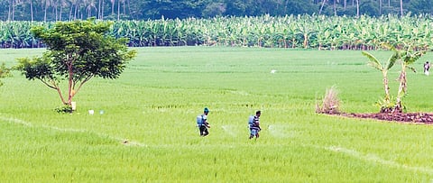 Farmers have opposed petro projects in agricultural zones in the State | Express