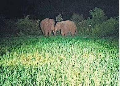 Elephants grazing on paddy crop in Deogarh district. (Photo | Express)