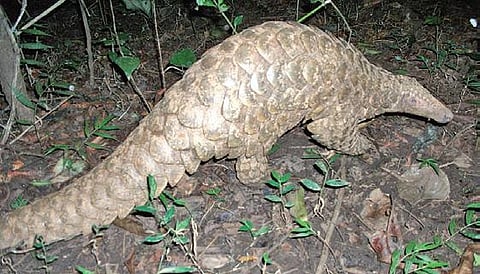 Pangolin trade booms, bushmeat, parts popular