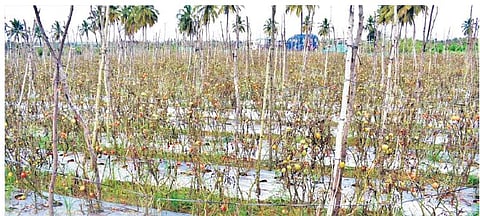 Tomato crop damaged in the recent heavy rain at Narasapura in Kolar district