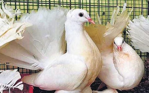 Birds of a feather rejoice together in this TN man's home