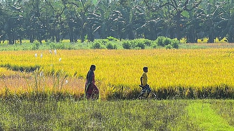 The administration has set a target of procuring around 15.5 lakh quintal of paddy for the season. (Representaional image)