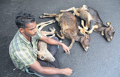 A farmer protesting in front of Puducherry Legislative Assembly on Monday with carcasses of three calves that succumbed to Foot and Mouth Disease | PATTABI RAMAN