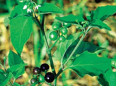 Manathakkali — Black nightshade or Solanum nigrum — is a berry-bearing shrub found commonly in the backyard