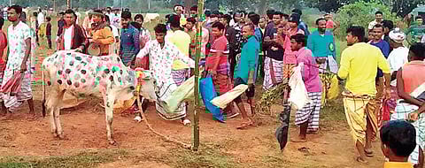A cow being anointed during ‘Bandhana’ festival in Budhikhamari on Friday