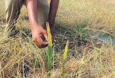 These 'sinking' Tamil Nadu islets find a saviour in palmyra plants 