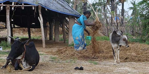 The farmers and their Umbalacheri cattle heads near Thalaignayiru. (Photo | EPS)