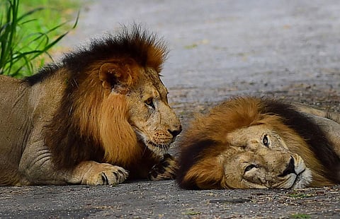 Representational Image (Photo | PTI)