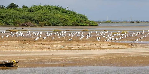 Migratory birds at Kodiyakarai on Tuesday. (photo | Antony Fernando)