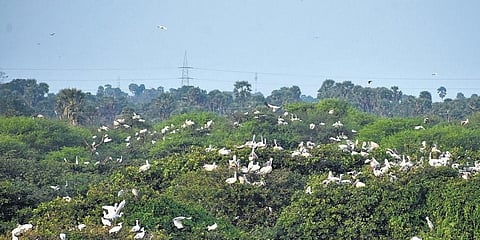 Vedanthangal Bird Sanctuary (Photo | Ashwin Prasath, EPS)