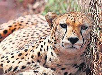 Omicron derails India’s plan to bring back the cheetah to MP jungle