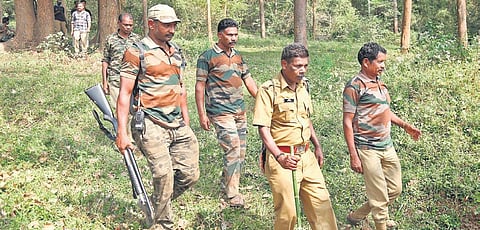 Forest and Wildlife officials comb the Begur reserve forest near Kaveripoyil in Wayanad for the elusive tiger on Saturday | T P Sooraj