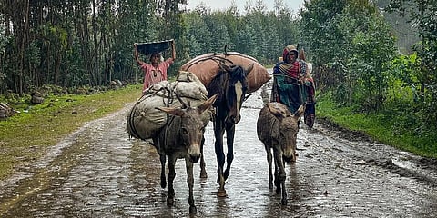 FILE - Villagers leave their homes in the rain, carrying their belongings on donkeys, near the village of Chenna Teklehaymanot, in the Amhara region of northern Ethiopia, on Sept 9, 2021. (Photo | AP)