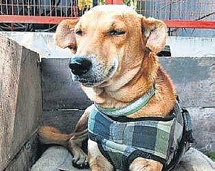 In the cold winters, Puppy Bowls keeps stray animals warm with bori beds (beds made out of sacks).