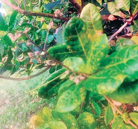A cashew tree infested by tea mosquito bug, in Kundapur. (Photo| EPS)