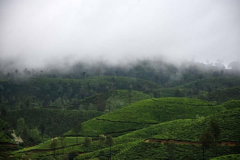 Karnataka government sends a reminder on retaking 1200 acre land developed by Tata as a tea estate in Kodagu